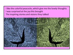 Colorful peacocks